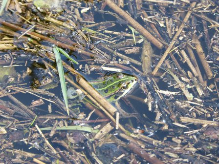 grenouille mare_resized2