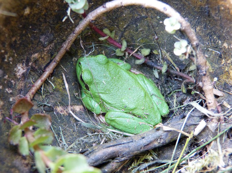 grenouille verte_resized2