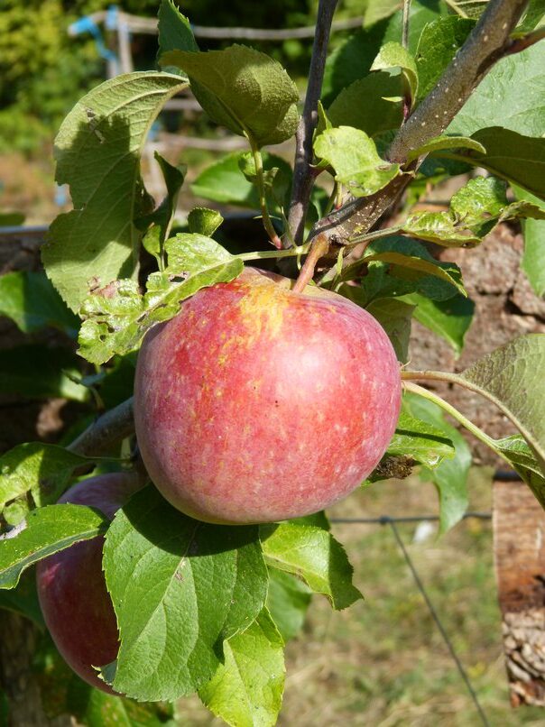 pomme1_resized2
