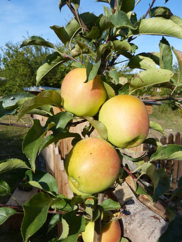 pomme2_resized2