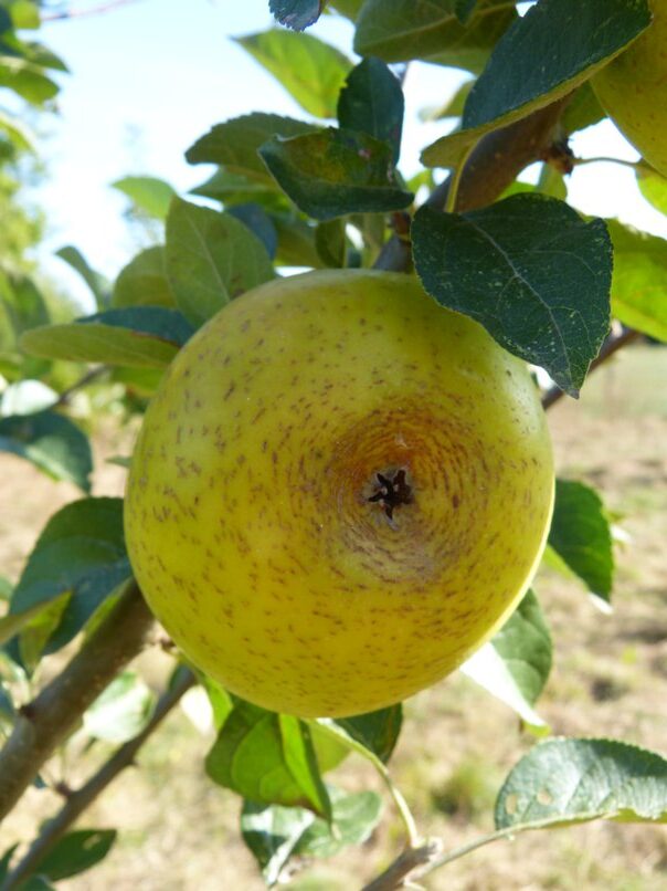 pomme3_resized (copie)2