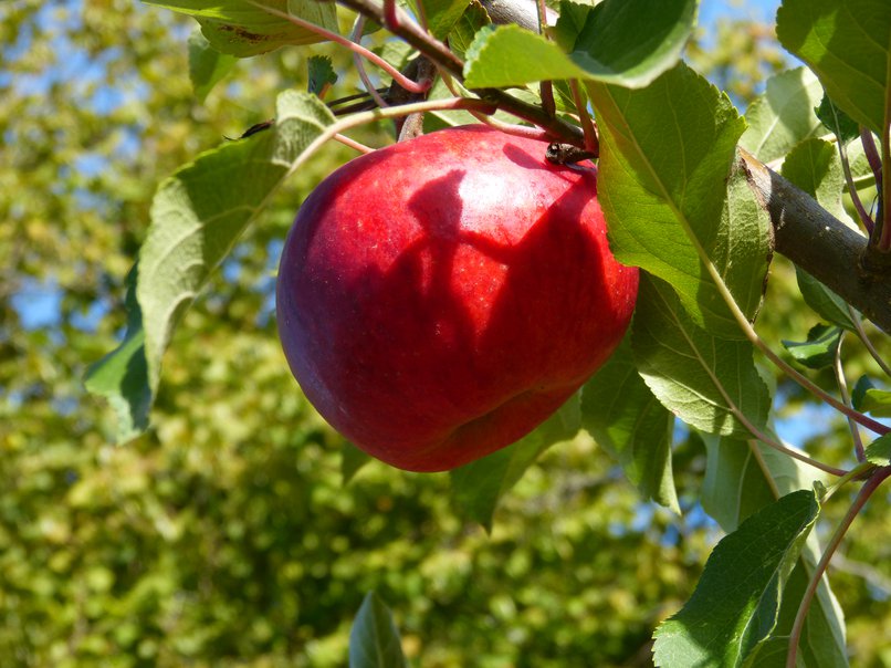 pomme4_resized2