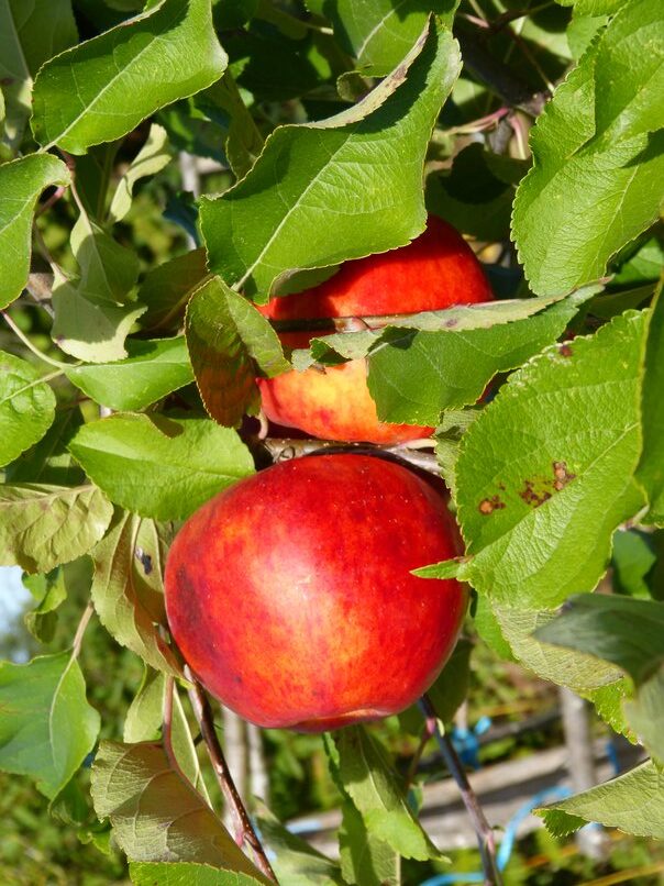 pomme5_resized2
