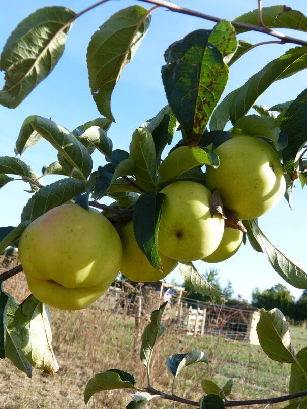 pomme6_resized2