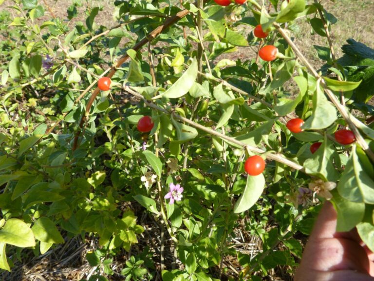 Baies de Goji