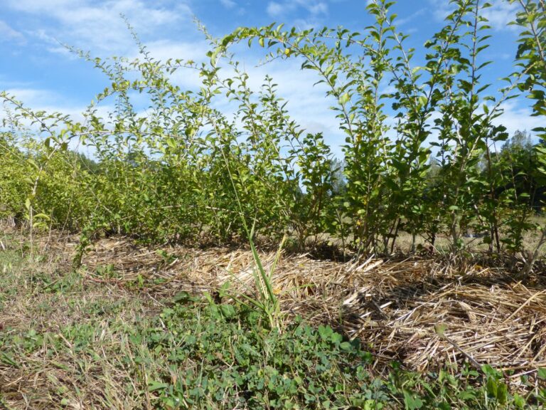 Plants de Goji