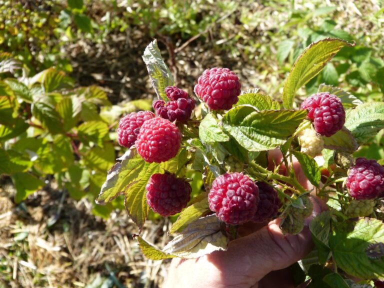 Framboises Héritage