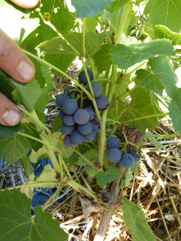 Raisins Kempsey Black